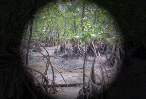 venezuela-manglar-anca-24